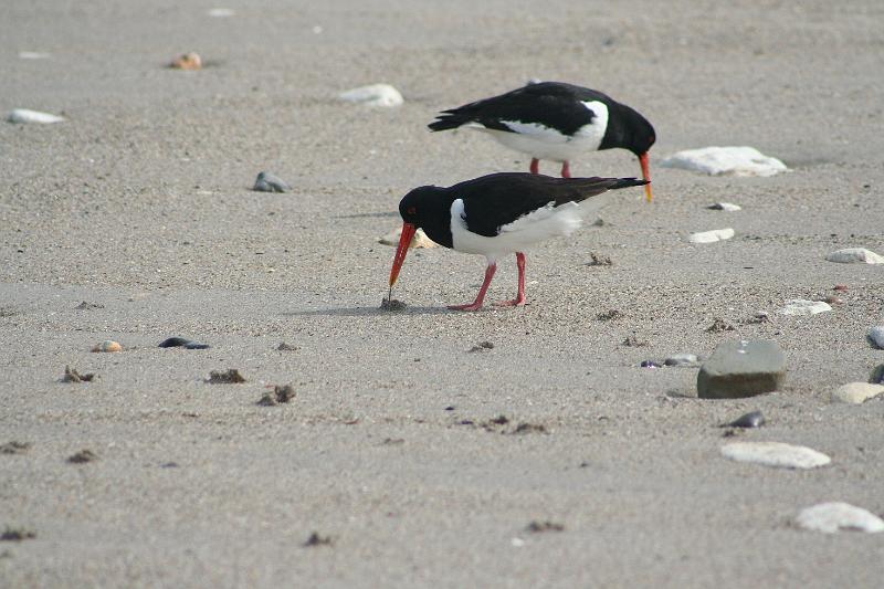 04DP-2008-013 Bild094.JPG